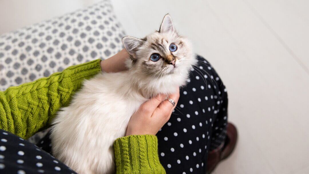 Bkh top Kitten ❤️ mit schönen blauen Augen